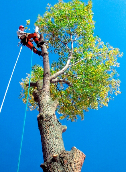 Ein Arbeiter sitzt hoch oben auf einem Baum. 