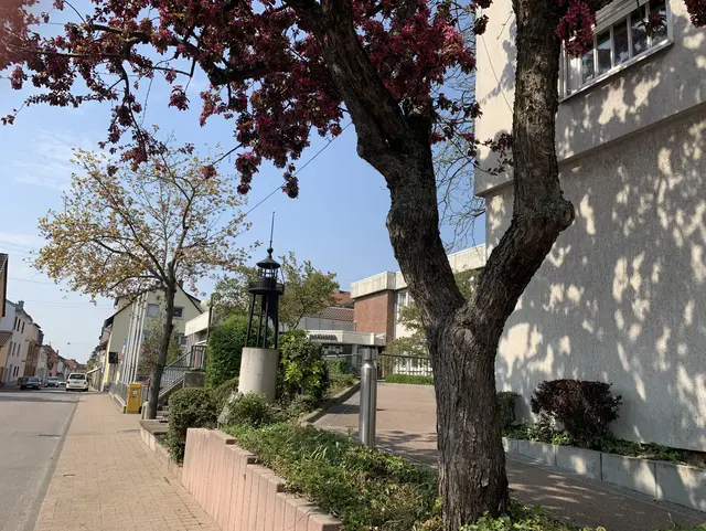 Ein blühender Baum vor dem Dossenheimer Rathaus. 