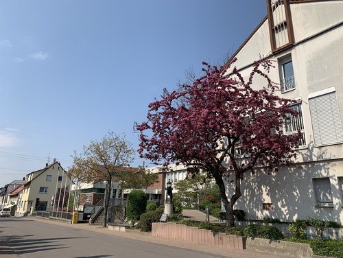 Rathaus Dossenheim hinter einem blühenden Baum