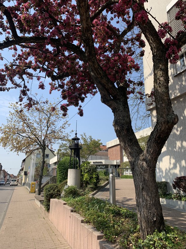 Blühender Baum vor dem Eingang des Dossenheimer Rathauses