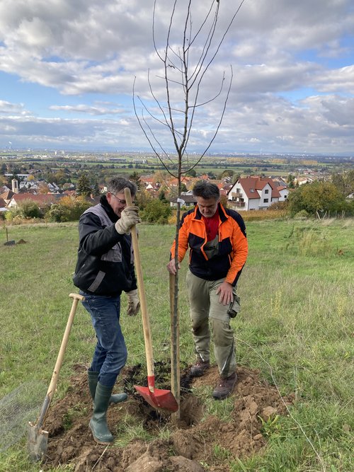 Zwei Männer pflanzen einen jungen Baum ein. Im Hintergrund sind Häuser zu sehen. 