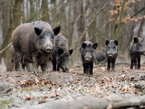 Zwei Wildschweine mit ihren Jungen im Wald. 