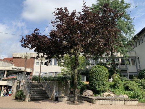 Das Rathaus Dossenheim im Hintergrund. Im Vordergrund steht ein blühender Baum. 