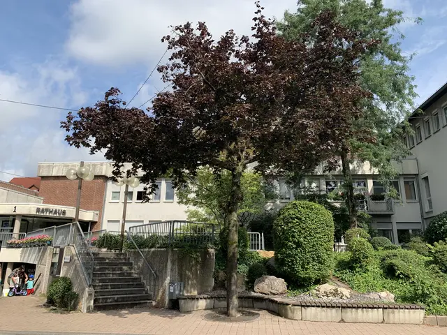 Das Rathaus Dossenheim im Hintergrund. Im Vordergrund steht ein blühender Baum. 