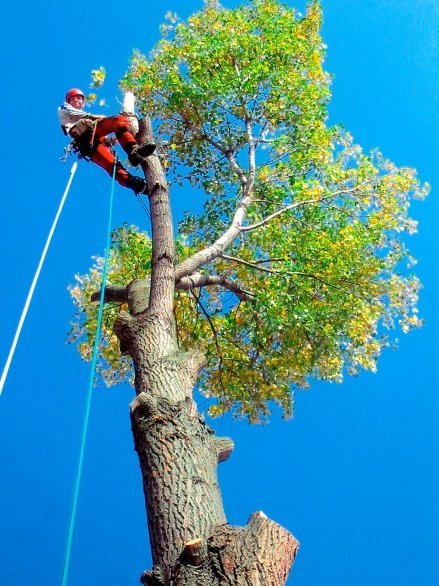 Ein Arbeiter sitzt hoch oben auf einem Baum. 